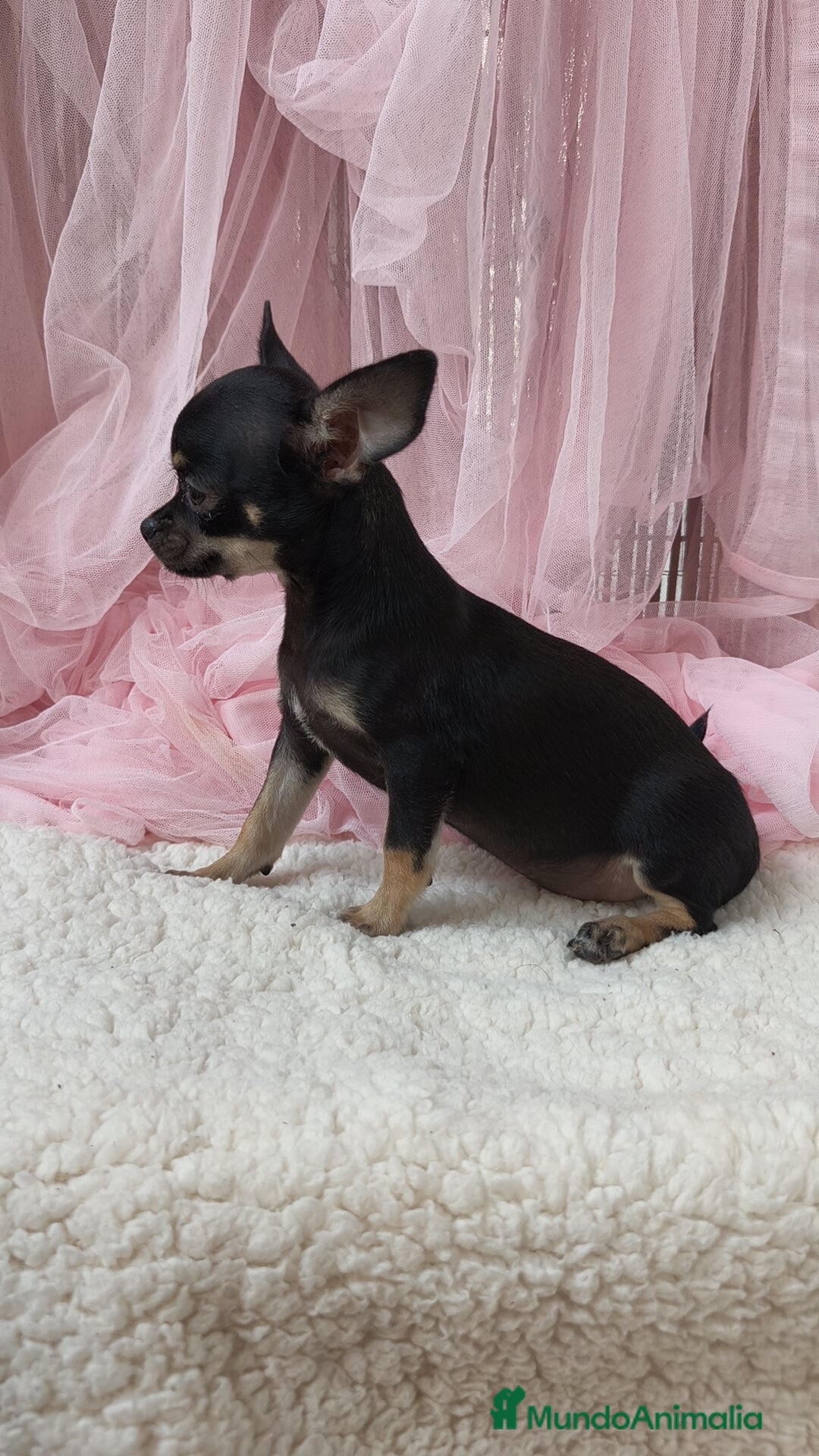 Chihuahua perros en venta: Chihuahua Macho  - Imagen 2