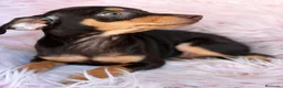 Pinscher Miniatura perros en venta: MINI PINCHER CHOCOLATE HEMBRA  - Anuncio 2