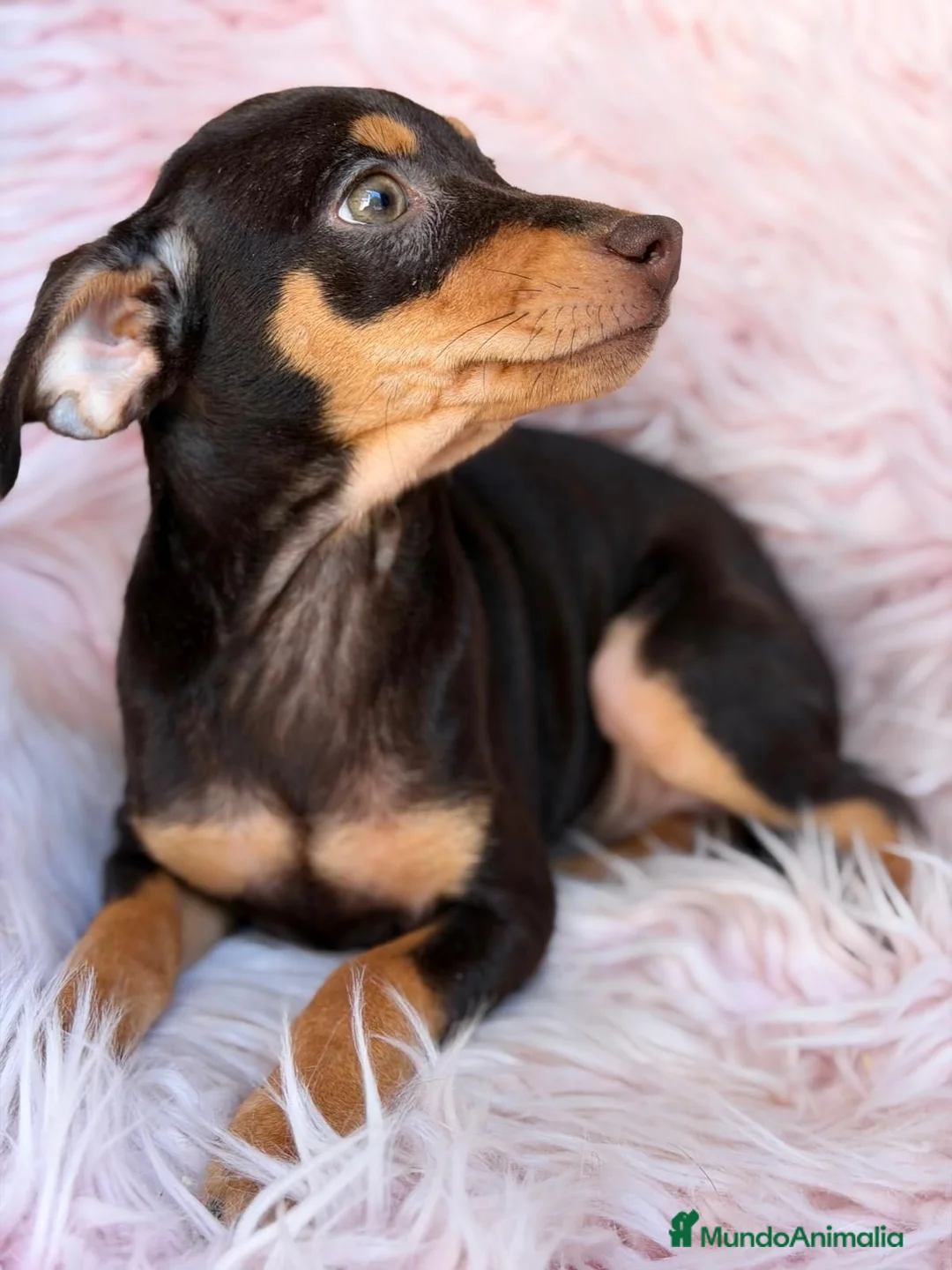 Pinscher Miniatura perros en venta: MINI PINCHER CHOCOLATE HEMBRA  - Anuncio 2
