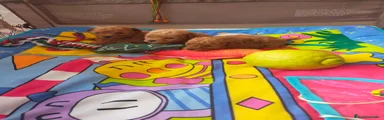 Caniche Toy Cachorro 10