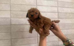 Caniche Toy perros en venta: Caniches toy  - Imagen 3