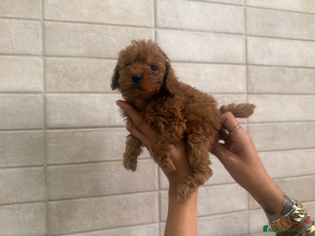Caniche Toy perros en venta: Caniches toy  - Imagen 3
