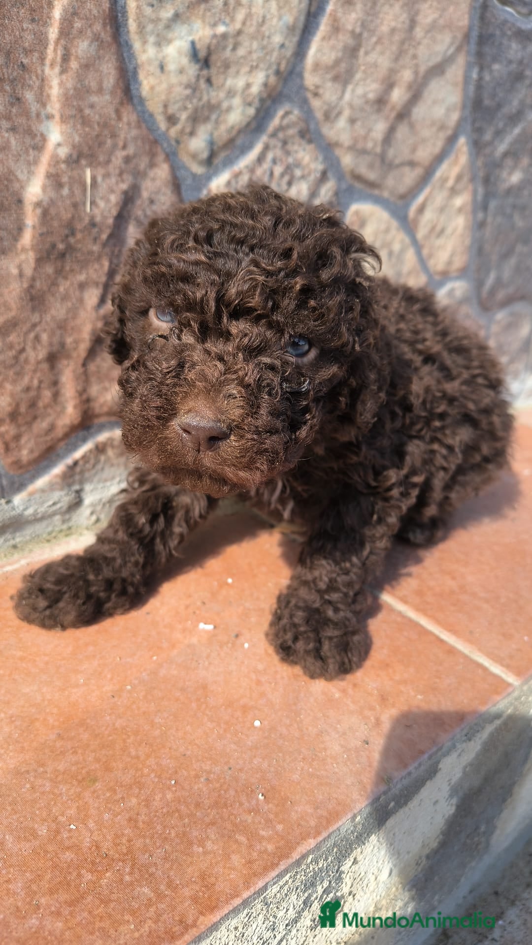 Perro de Agua Español perros Espectaculares perros de agua chocolate  en Sevilla - Anuncio 4