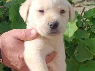 Labrador Retriever perros Preciosa camada de labrador retriever - Anuncio 1