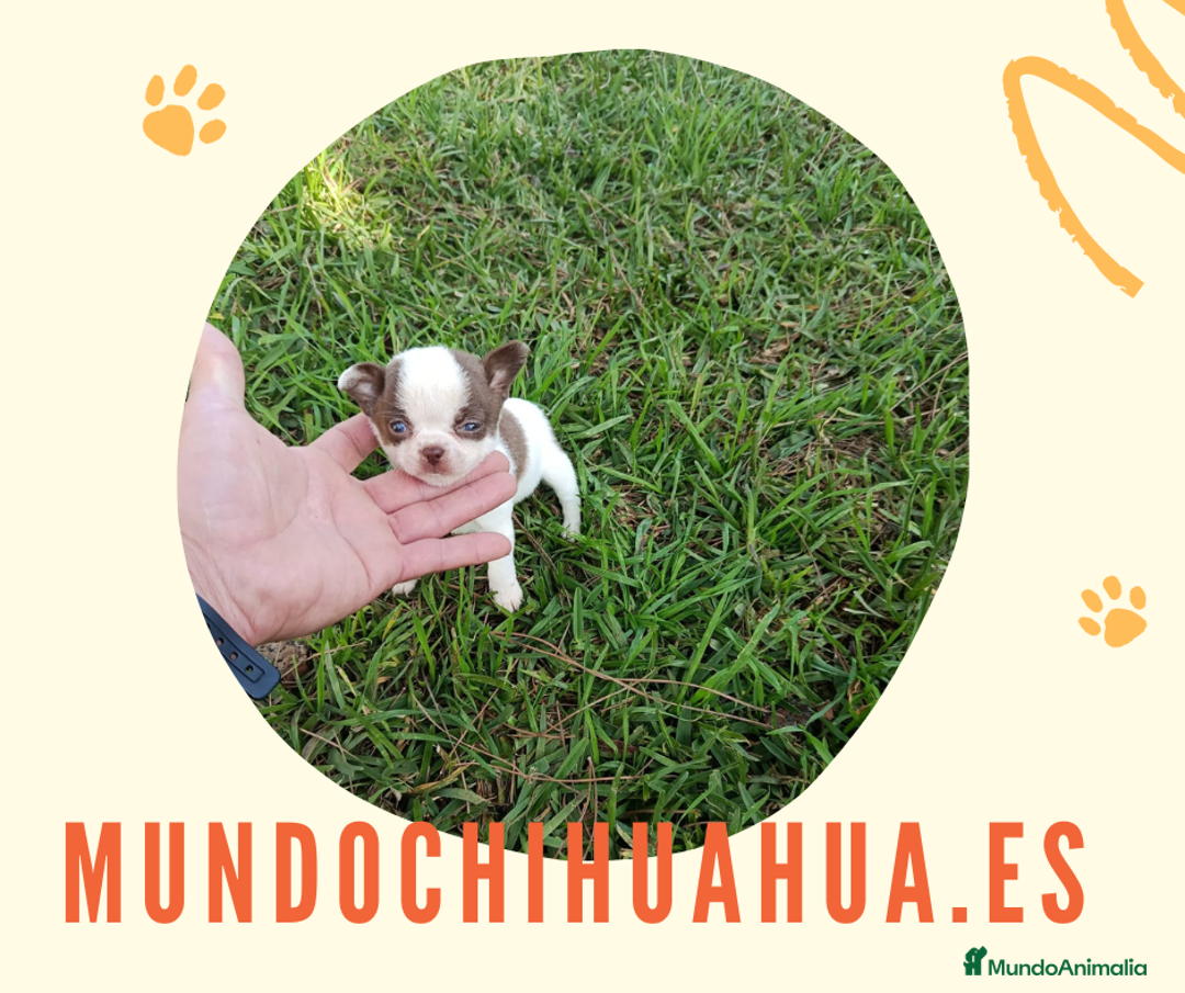 Chihuahua perros en venta: IMPRESIONANTE  CHIHUAHUA   LINEA  TOY  - Anuncio 3