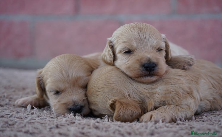 Maltipoo perros - Anuncio 10