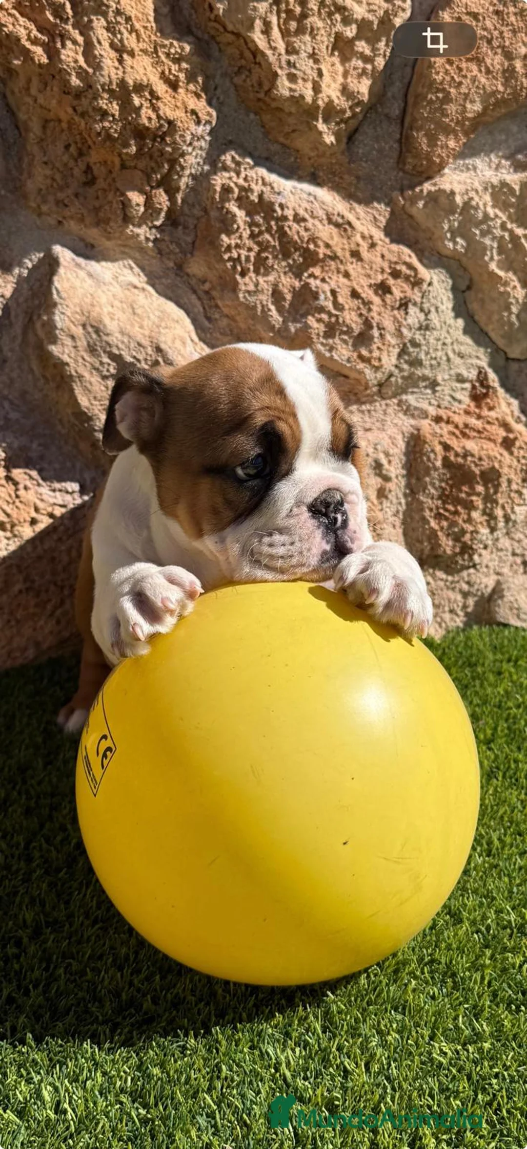 Bulldog Inglés perros en venta: Bulldog ingles - Anuncio 1