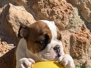 Bulldog Inglés perros Bulldog ingles - Anuncio 6