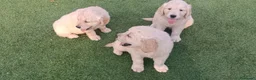 Golden Retriever perros en venta: Golden retriever  - Anuncio 4