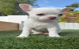 Chihuahua perros en venta: CHIHUAHUA HEMBRA - Imagen 5