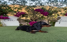 Teckel Miniatura perros en venta: Teckel kanichen macho negro fuego  - Imagen 2