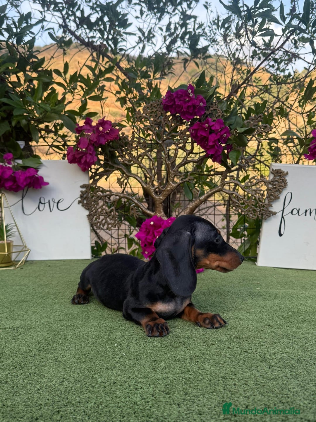 Teckel Miniatura perros en venta: Teckel kanichen macho negro fuego  - Imagen 2