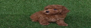 Caniche Toy 1