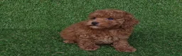 Caniche Toy perros en venta: Caniches toys - Anuncio 2