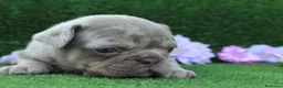 Bulldog Francés perros en venta: Bulldog francés exóticos - Anuncio 5