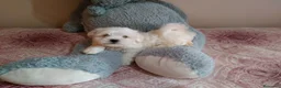 Bichón Maltés perros en venta: PRECIOSOS BICHON MALTES  LINEA TOY - Anuncio 18