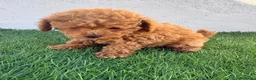Caniche Toy perros en venta: Caniche toy - Anuncio 14