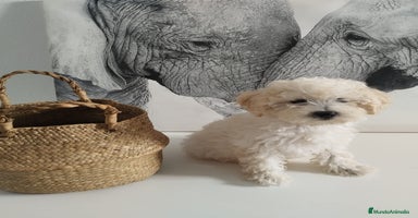 Caniche Toy perros - Anuncio 12