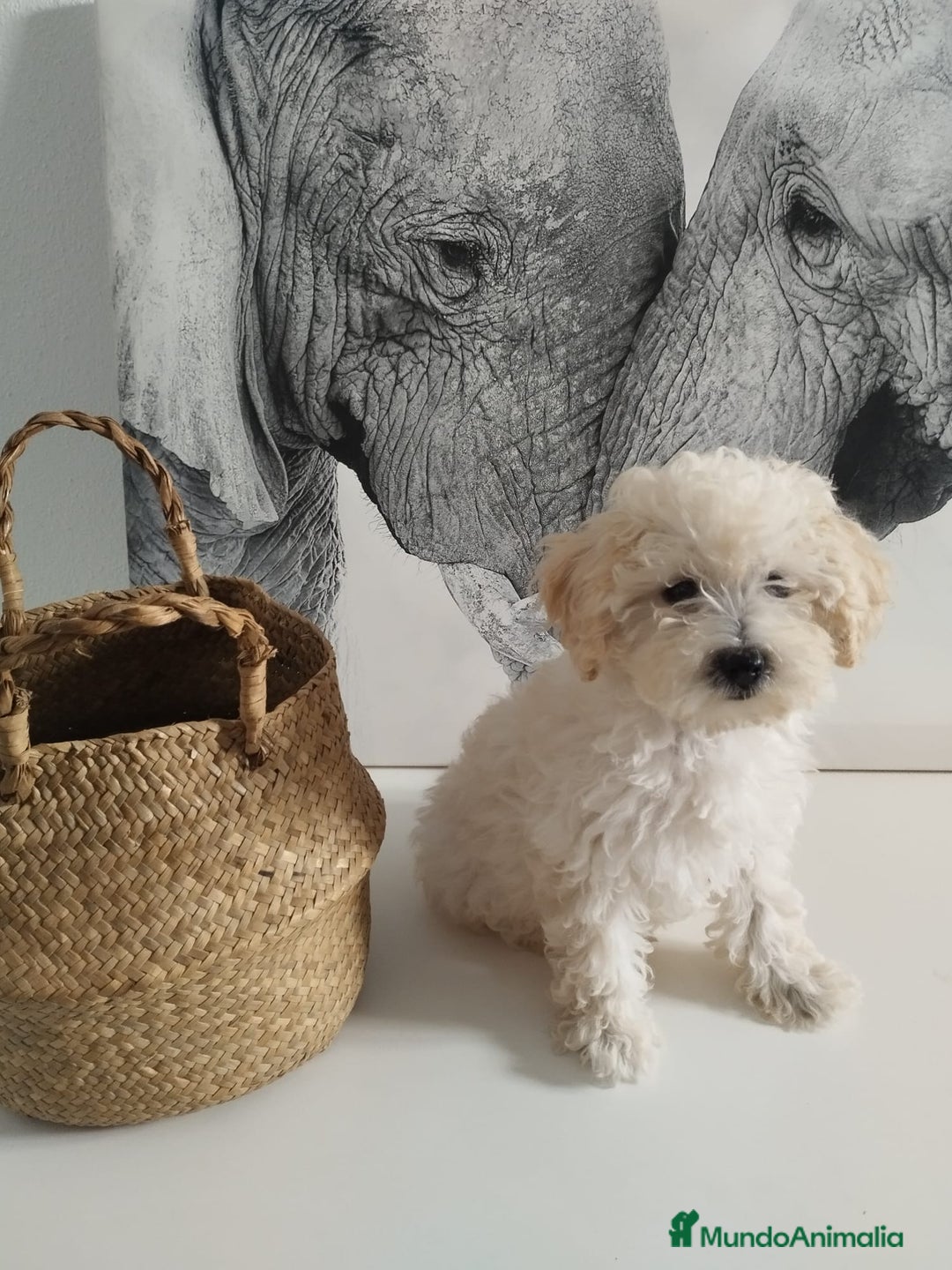 Caniche Toy perros en venta: Caniche toy  - Imagen 3