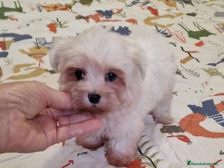 Bichón Maltés perros Bichon maltes toy en Murcia - Anuncio 36