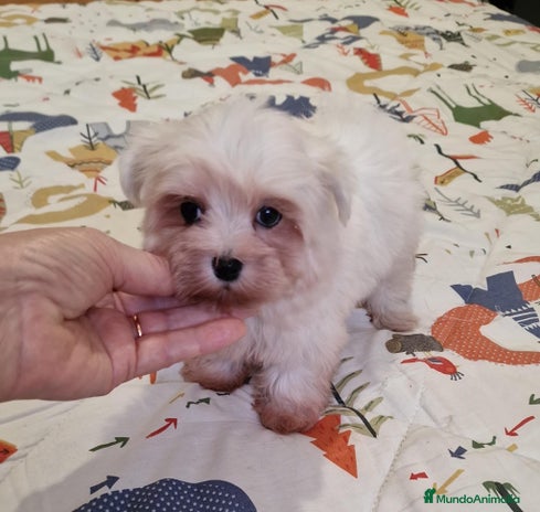 Bichón Maltés perros Bichon maltes toy en Murcia - Anuncio 2