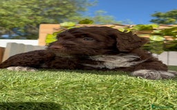 Perro de Agua Español perros en venta: PERRO DE AGUA ESPAÑOL MACHO - Imagen 16