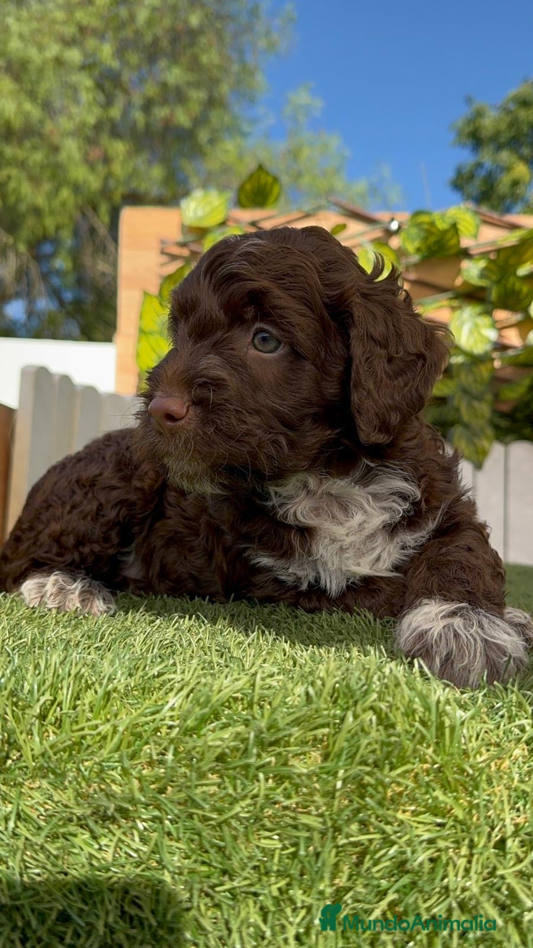 Perro de Agua Español perros en venta: PERRO DE AGUA ESPAÑOL MACHO - Imagen 16