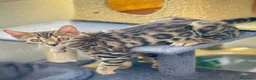 Bengalí gatos en venta: Gatita Bengalí - Anuncio 12