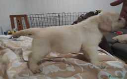 Labrador Retriever perros en venta: Labrador retriever  - Anuncio 3