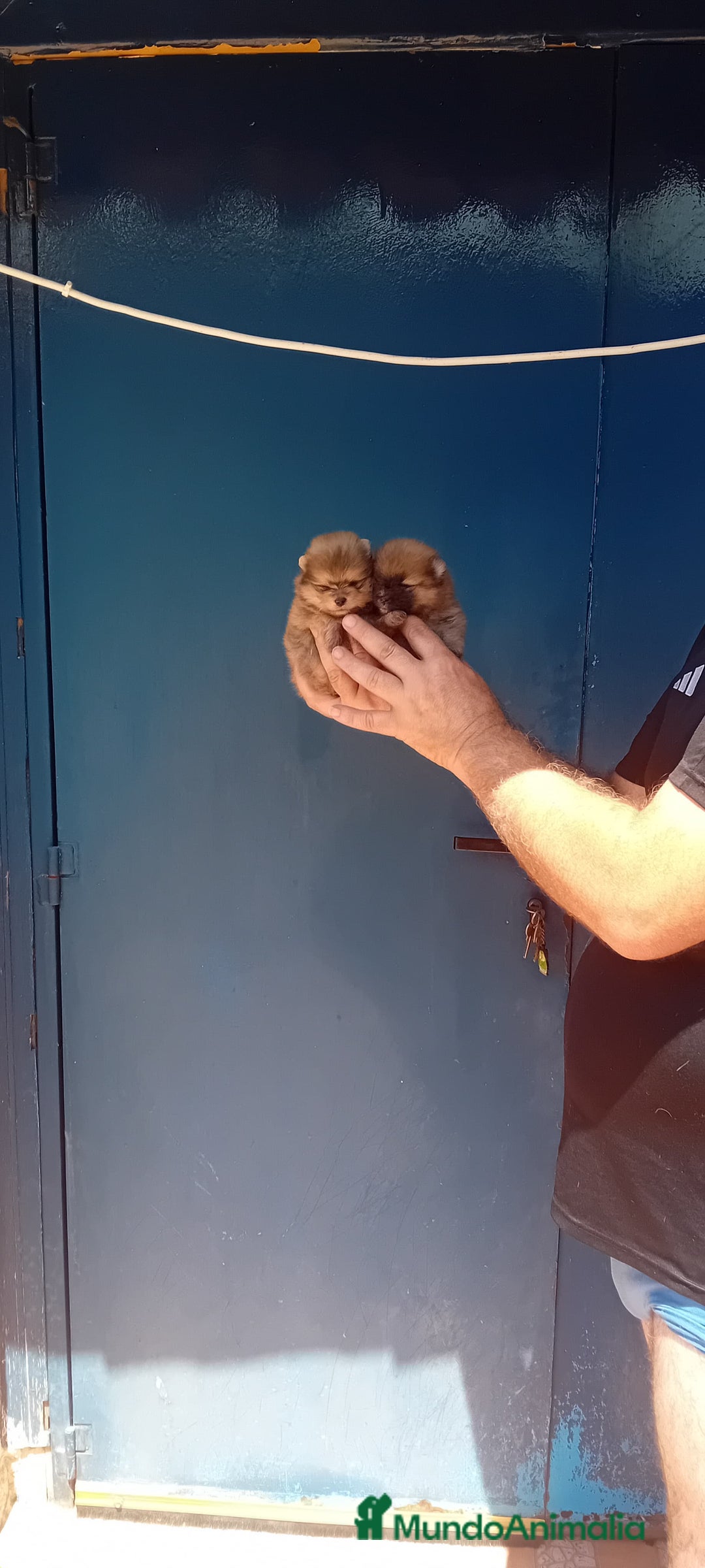 Pomerania perros en venta: ⚜️ Pomerania ositos Boo 🐾⚜️ - Imagen 8