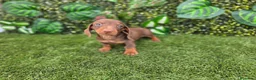 Teckel Miniatura perros en venta: TECKEL MINI & KANNINCHEN CHOCOLATE - Anuncio 3