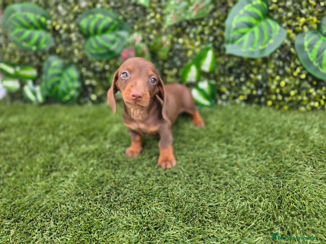 Teckel Miniatura perros en venta: TECKEL MINI & KANNINCHEN CHOCOLATE - Anuncio 3