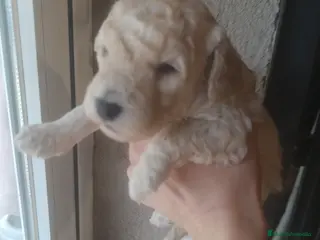 Caniche Mediano perros Caniches medianos tirando a enano - Anuncio 2