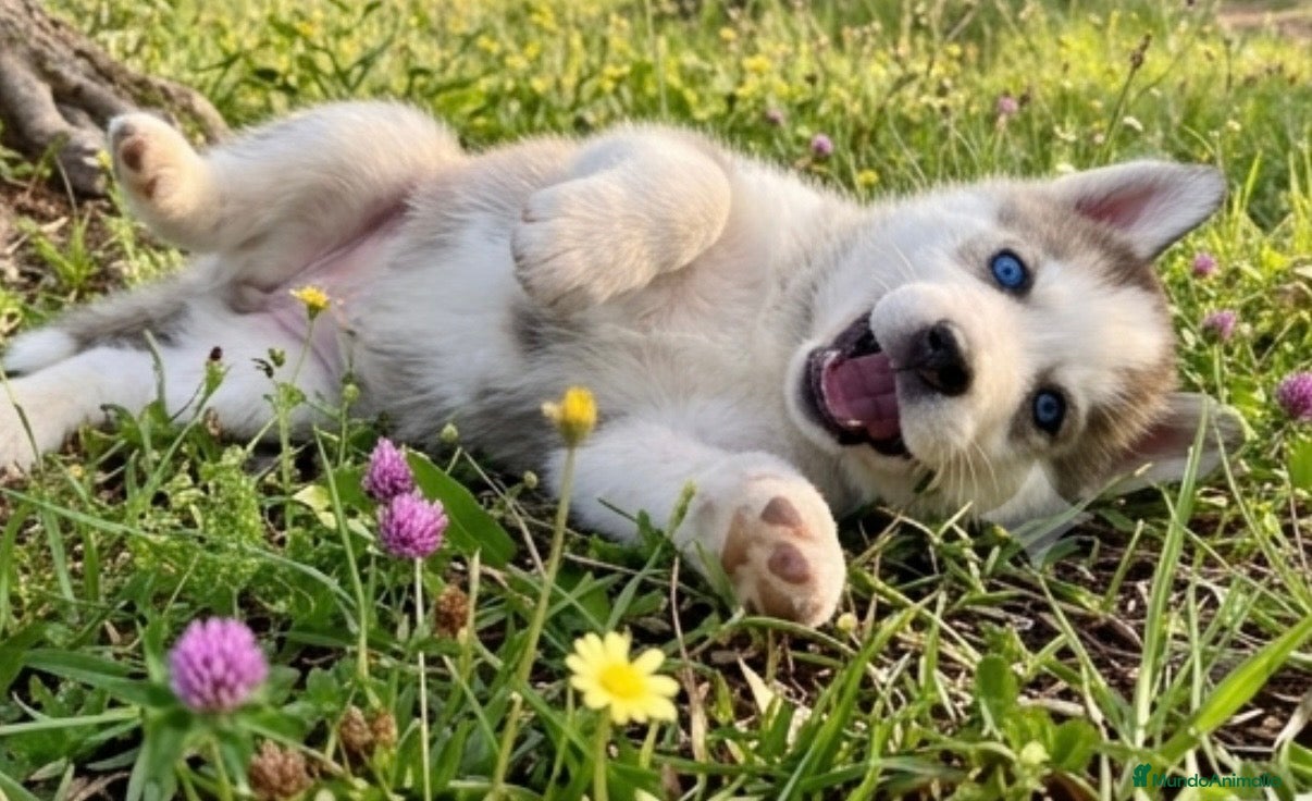 Husky Siberiano perros Husky siberiano  - Anuncio 2
