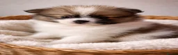 Pomerania perros en venta: Pomerania macho Tricolor toy - Anuncio 1