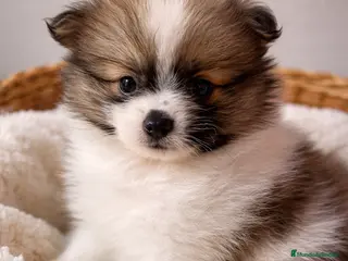 Pomerania perros Pomerania macho mini peludo - Anuncio 12