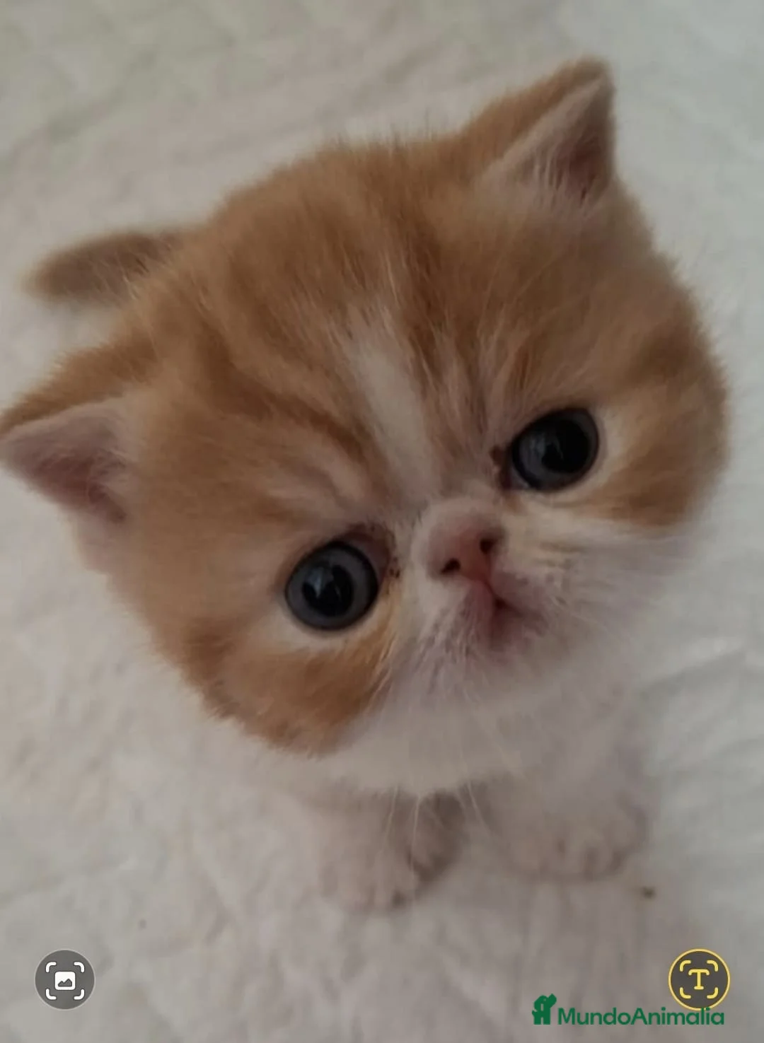 Exótico de Pelo Corto gatos en venta: MACHOS EXÓTICOS PELO CORTO en Madrid - Anuncio 3