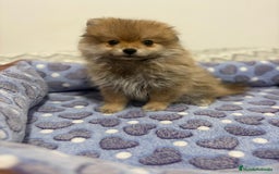 Pomerania perros en venta: Poo pomerania osito - Imagen 5