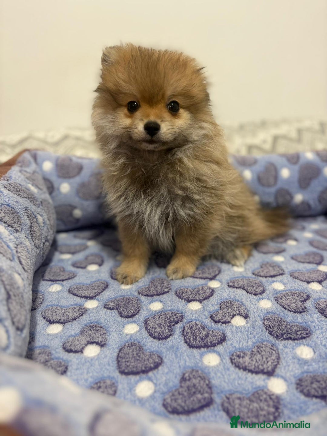 Pomerania perros en venta: Poo pomerania osito - Imagen 5