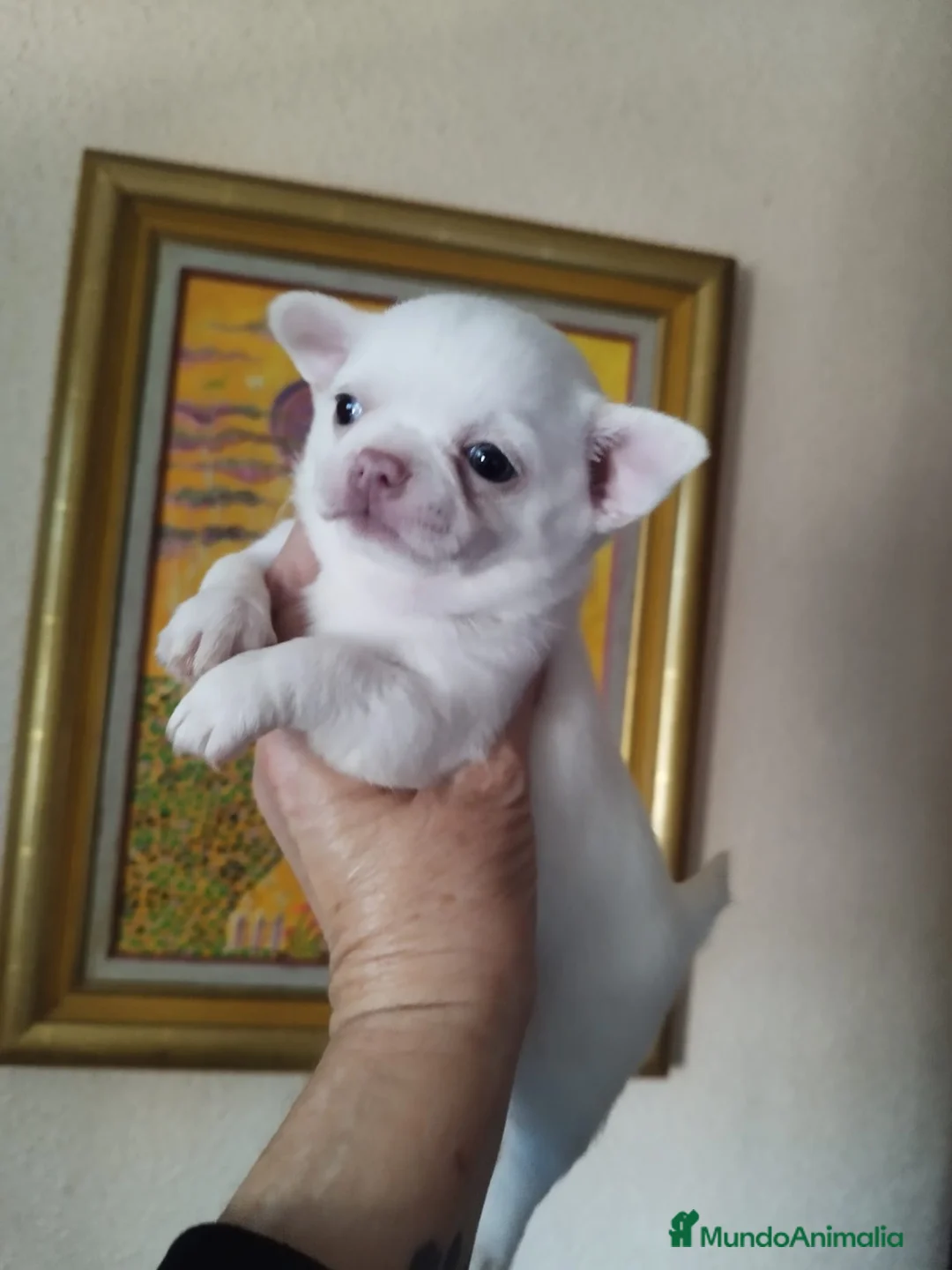 Chihuahua perros en venta: CHIHUAHUA HEMBRA TOY EXCLUSIVA  - Anuncio 5