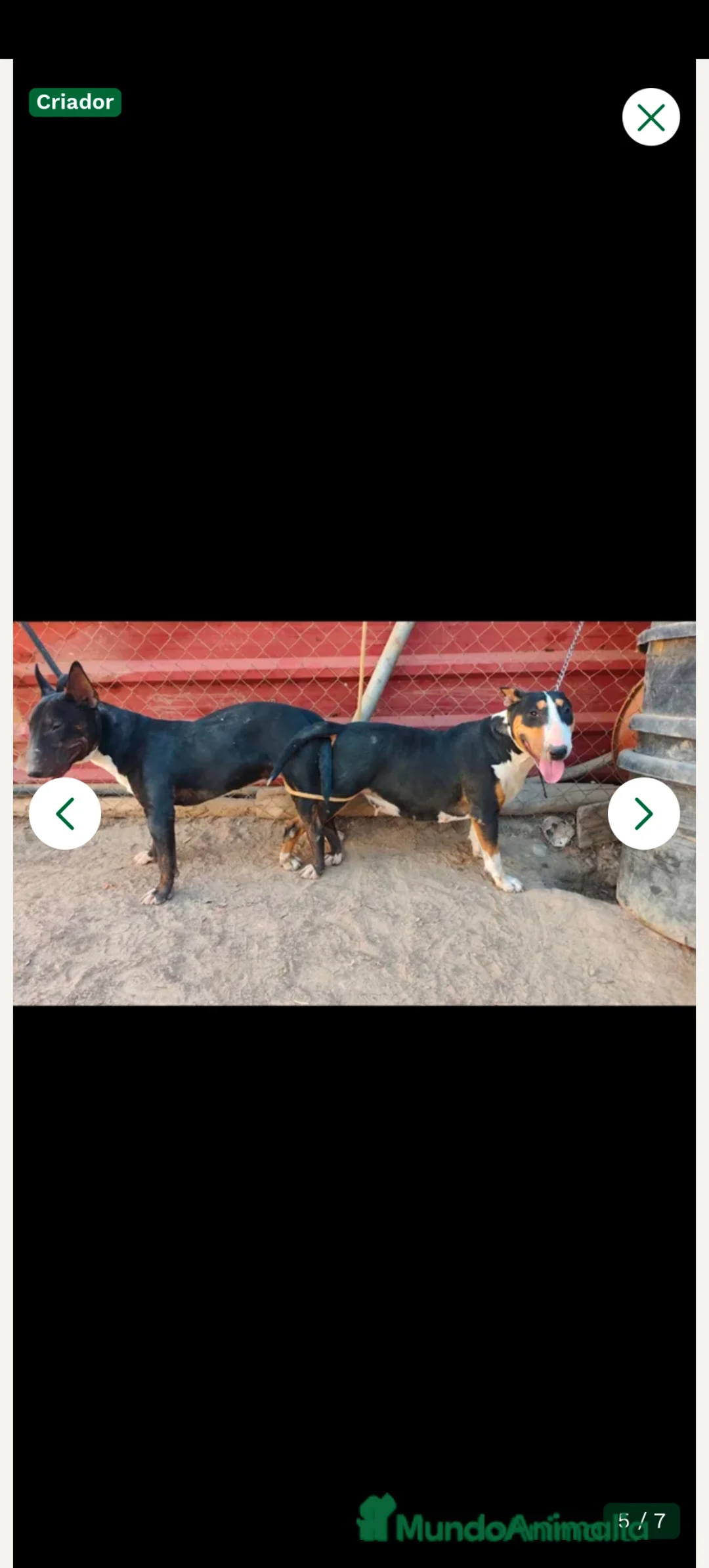 Bull Terrier perros en venta: Disponible Machos de Bull Terrier - Anuncio 4
