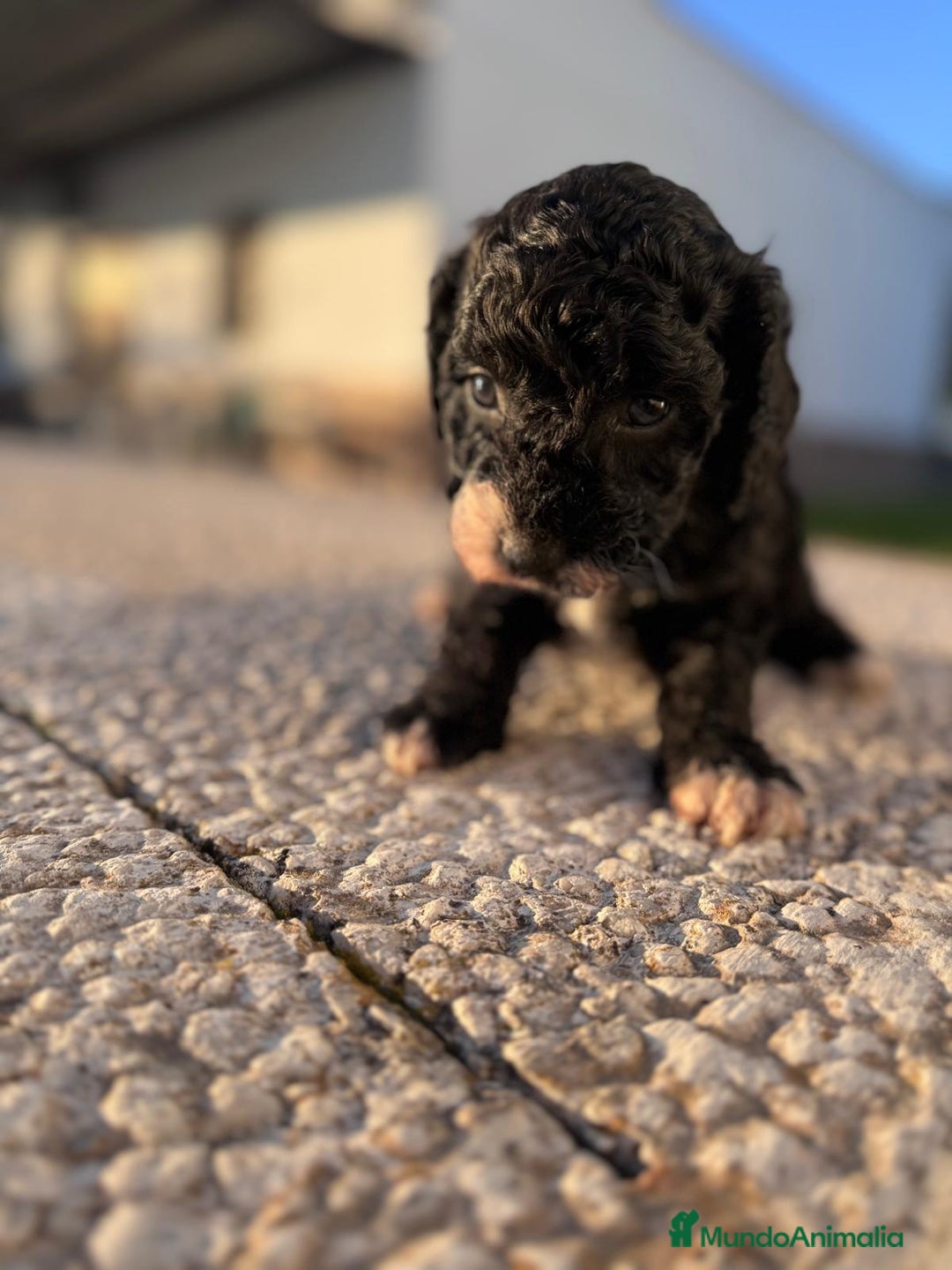 Perro de Agua Español perros en venta: PERRO DE AGUA HEMBRA RABONA - Anuncio 6