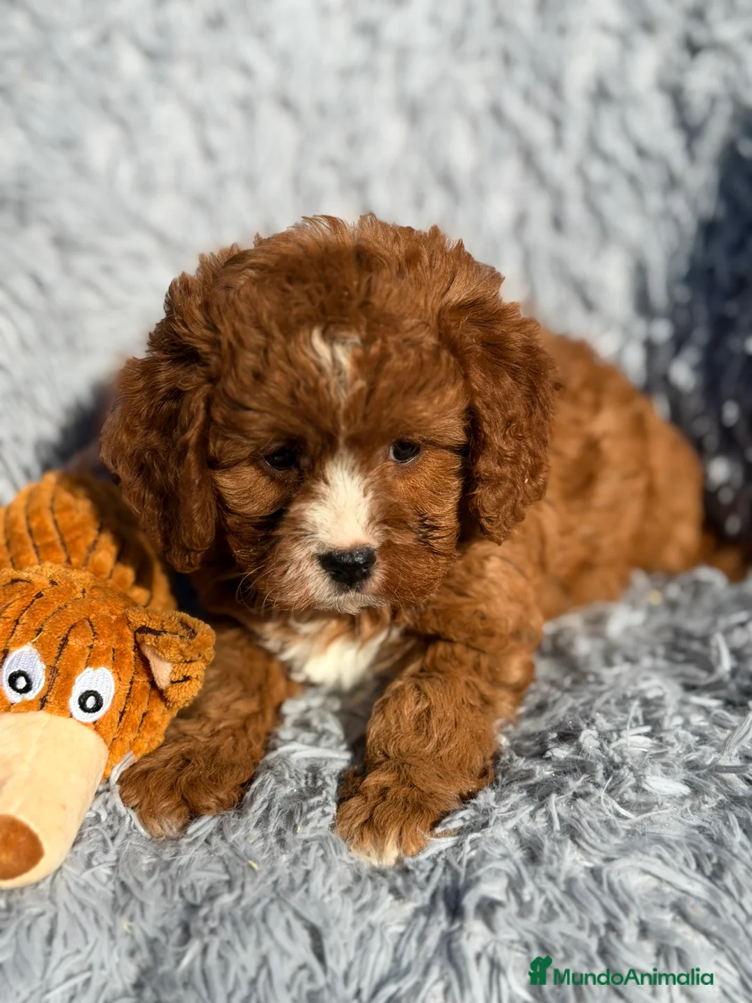 Cavapoo perros en venta: Cavapoo hembra  - Anuncio 5
