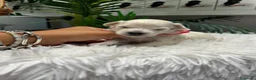 Maltipoo perros en venta: MALTIPOO HEMBRA - Anuncio 12