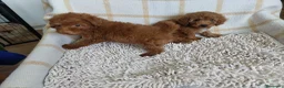Caniche Toy perros en venta: Caniche rojo macho exclusivo  - Anuncio 2