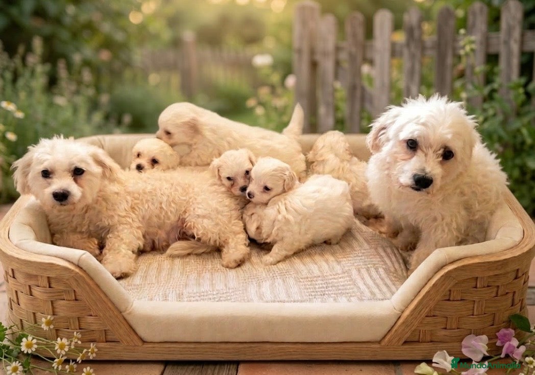 Bichón Maltés perros Preciosos Bichon Maltes 🐶✨ - Anuncio 1