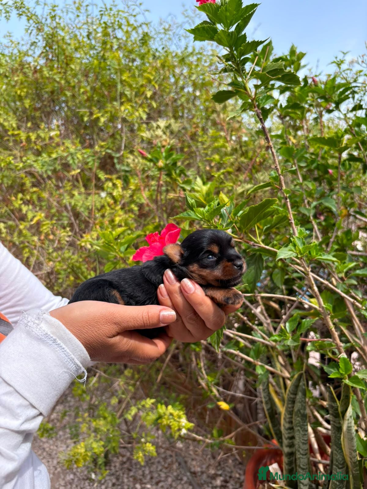 Yorkshire Terrier perros Yorkshire toy  - Anuncio 1