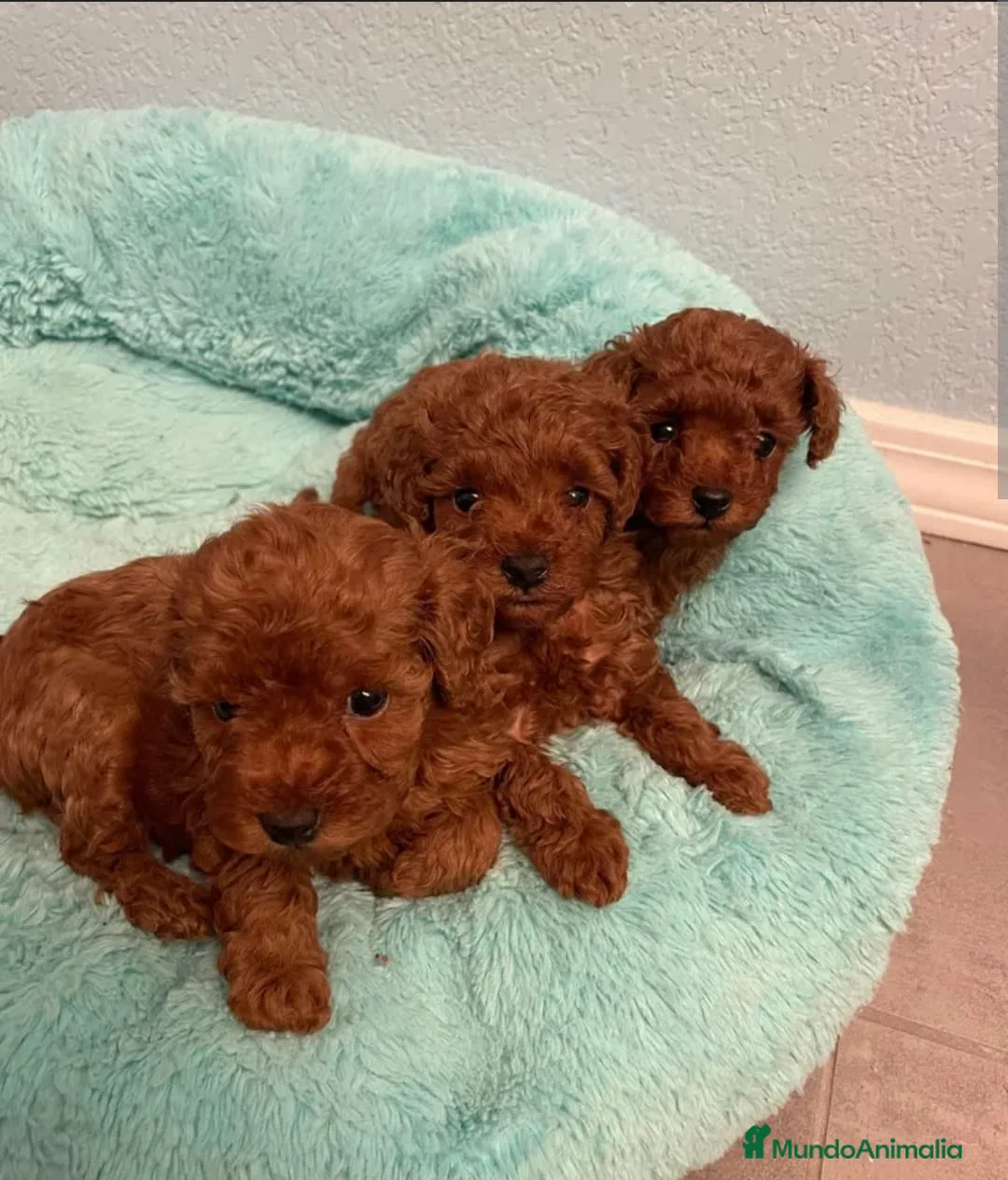 Caniche Toy perros en venta: ‼️‼️CANICHE TOY ROJOS 50% ASIÁTICOS - Anuncio 1