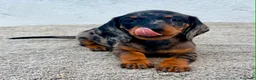 Teckel Miniatura perros en venta: Teckel kaninchen arlequín merle blue - Anuncio 1