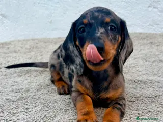 Teckel Miniatura perros Teckel kaninchen arlequín merle blue - Anuncio 2